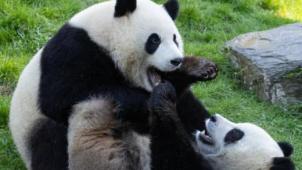 Pairi Daiza fait son black friday: le parc sera accessible pour 20€ durant trois jours