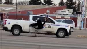 Quand la police pourchasse une autruche au Canada (vidéo)